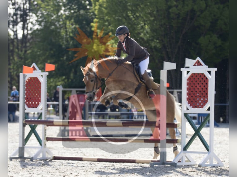 Haflinger Jument 7 Ans 149 cm Alezan in Aigen