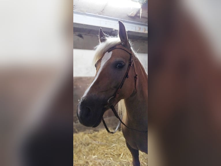 Haflinger Jument 7 Ans 149 cm Alezan in Lebach