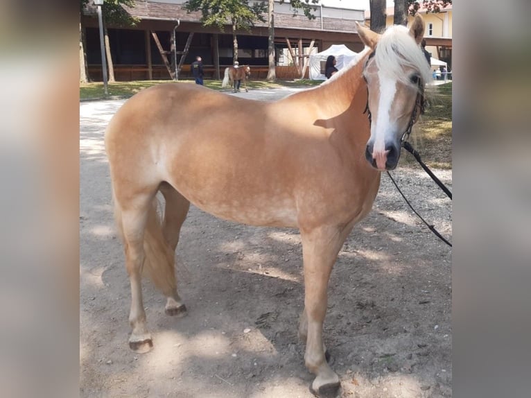 Haflinger Jument 7 Ans 150 cm Alezan in Taxenbach