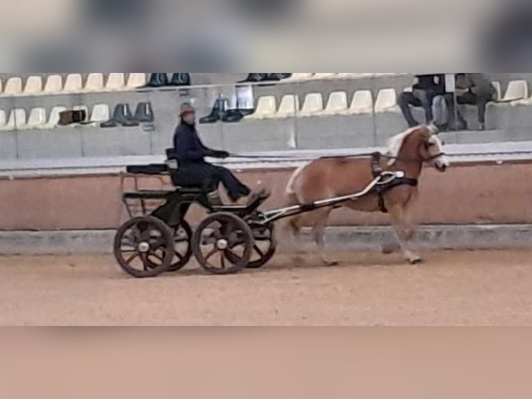 Haflinger Jument 7 Ans 150 cm Alezan in Taxenbach