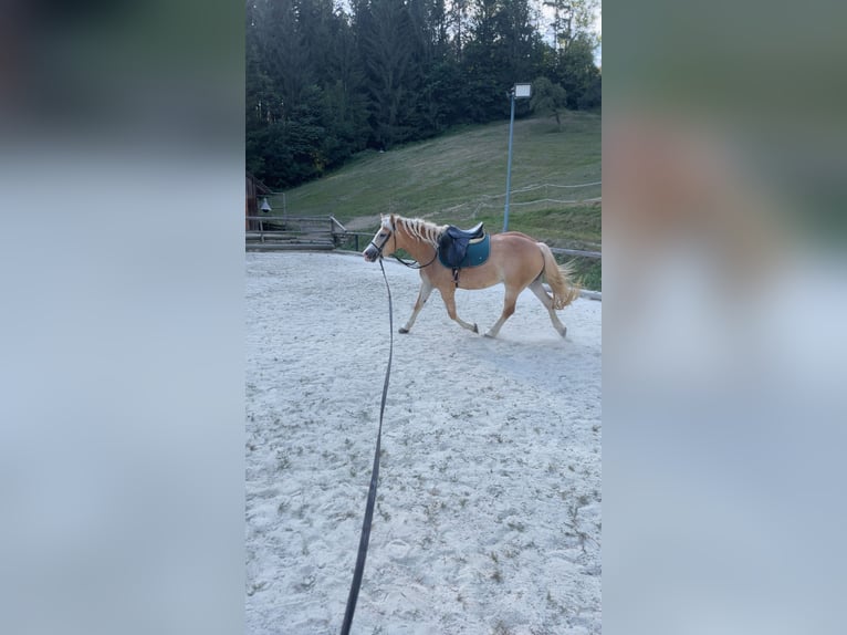 Haflinger Jument 7 Ans 150 cm Bai clair in Bromberg