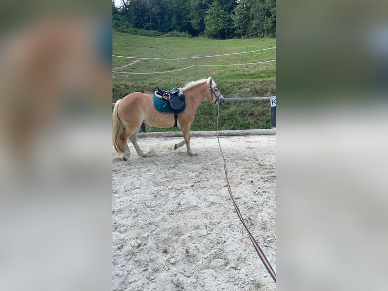 Haflinger Jument 7 Ans 150 cm Bai clair in Bromberg