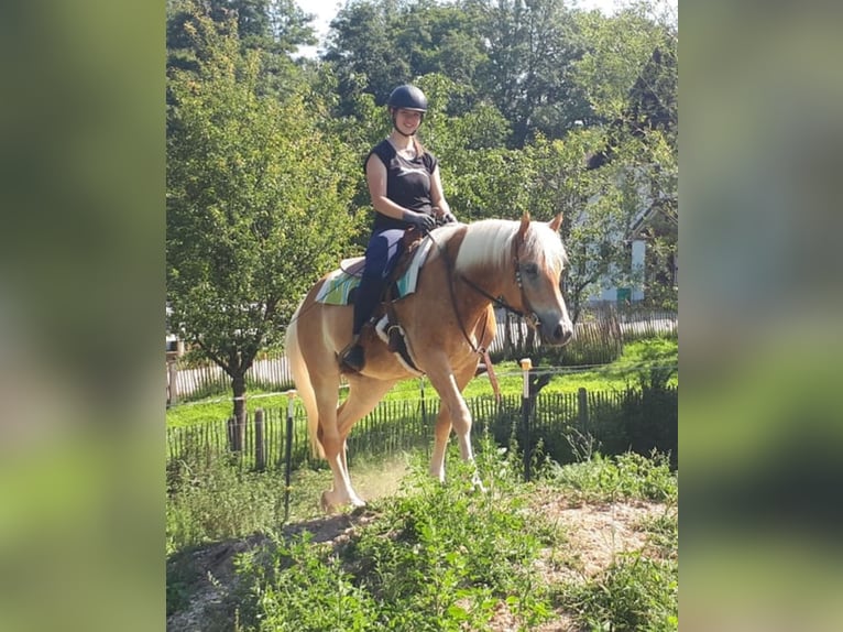 Haflinger Jument 7 Ans 152 cm Alezan in Bayerbach