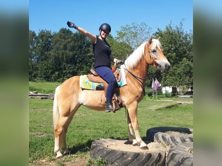 Haflinger Jument 7 Ans 152 cm Alezan in Bayerbach