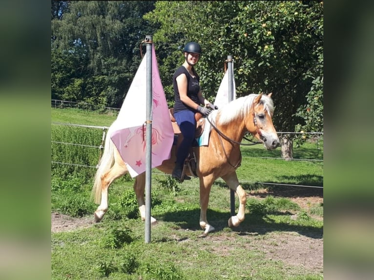 Haflinger Jument 7 Ans 152 cm Alezan in Bayerbach