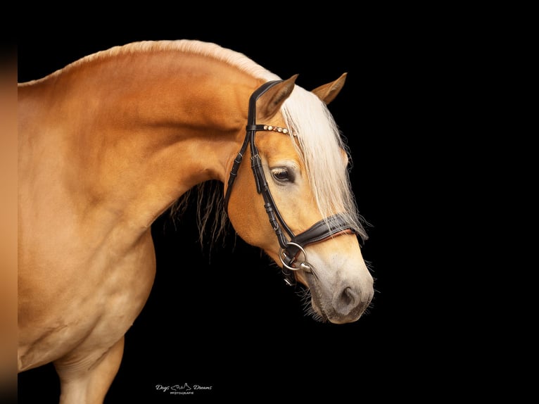 Haflinger Jument 7 Ans 152 cm Alezan in StaufenbergStaufenberg