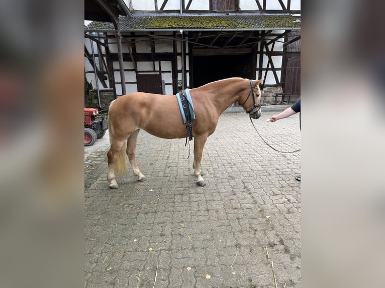 Haflinger Jument 7 Ans 152 cm Alezan in StaufenbergStaufenberg