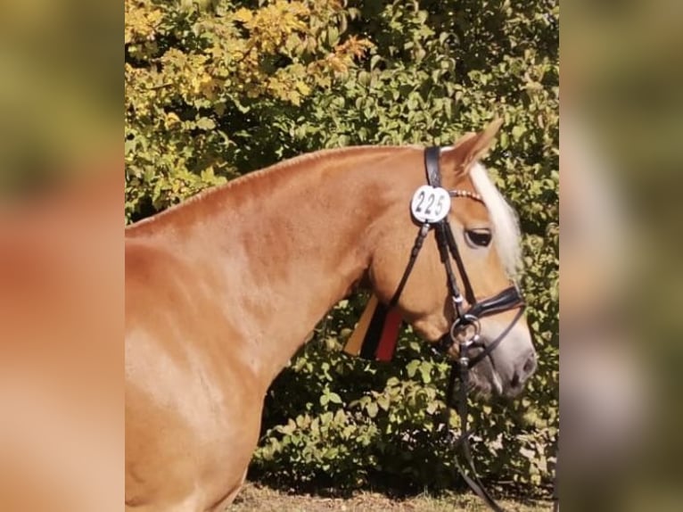 Haflinger Jument 7 Ans 152 cm Alezan in StaufenbergStaufenberg