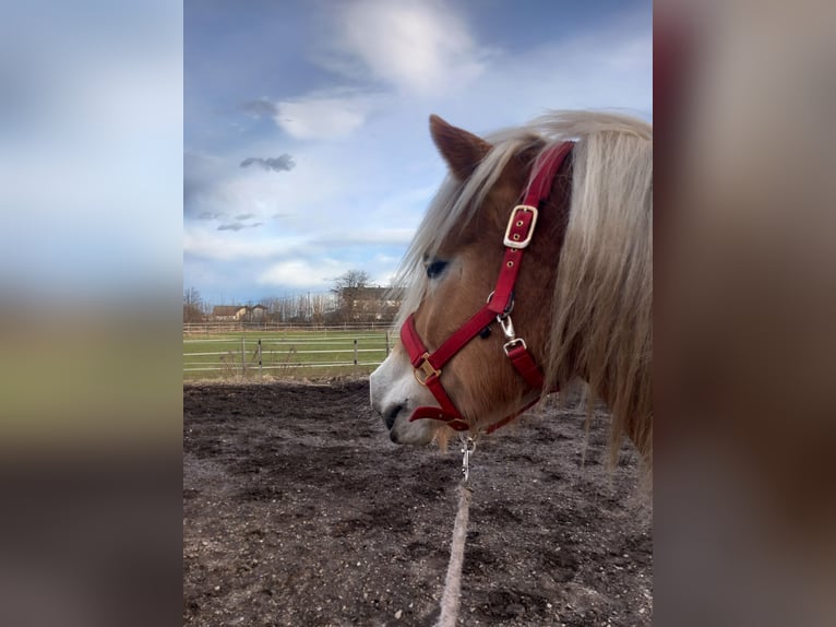 Haflinger Jument 7 Ans 152 cm Gris (bai-dun) in Feistritz an der Drau