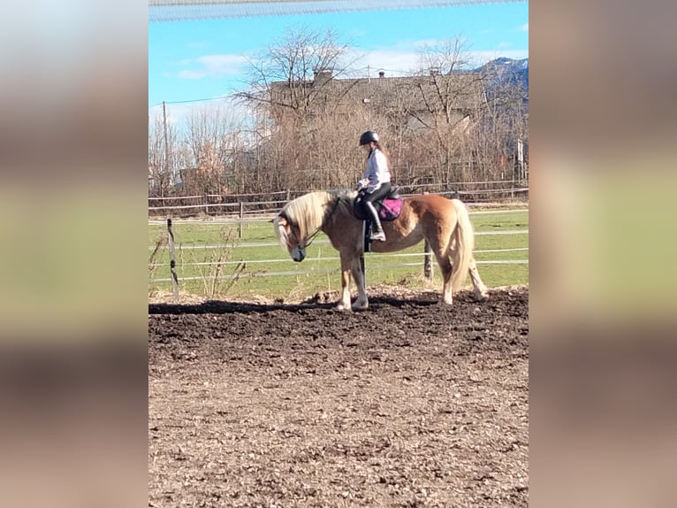 Haflinger Jument 7 Ans 152 cm Gris (bai-dun) in Feistritz an der Drau