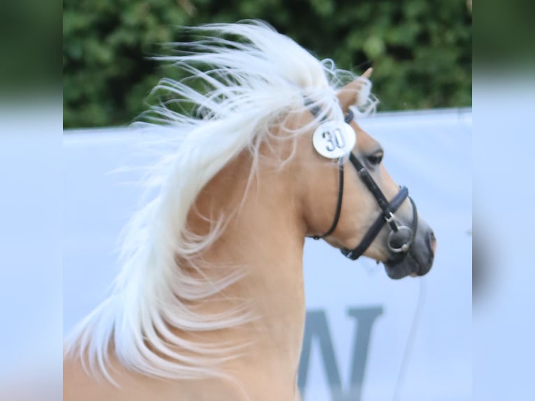 Haflinger Jument 7 Ans 153 cm Alezan in Willingen (Upland)