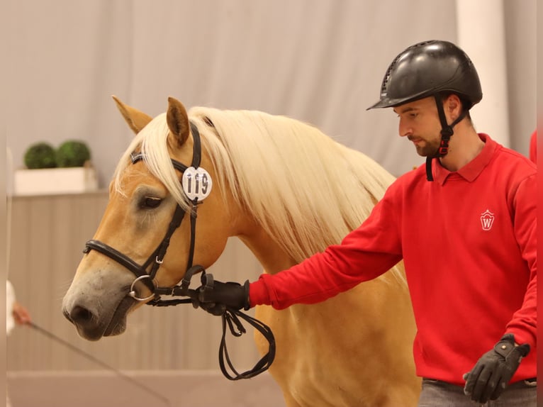 Haflinger Jument 7 Ans 153 cm Alezan in Willingen (Upland)