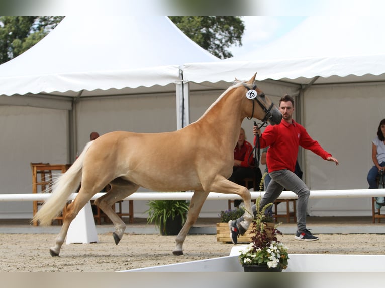 Haflinger Jument 7 Ans 153 cm Alezan in Willingen (Upland)