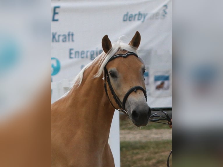 Haflinger Jument 7 Ans 153 cm Alezan in Willingen (Upland)