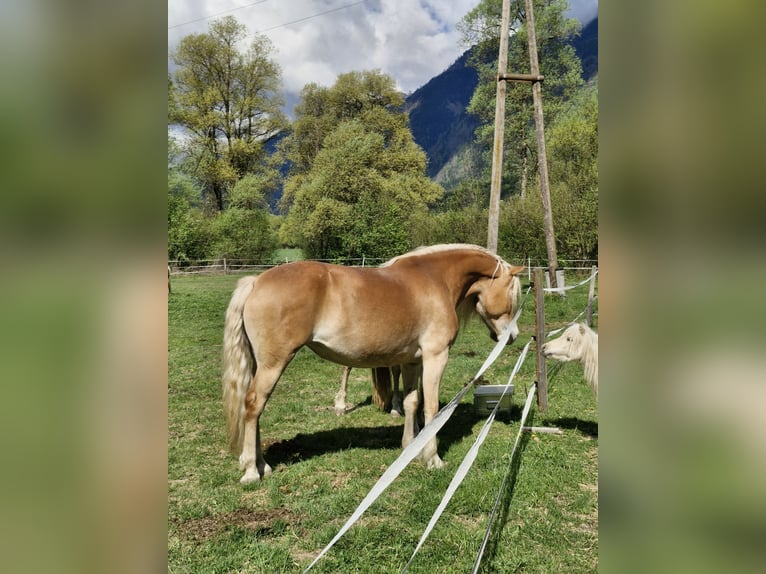Haflinger Jument 7 Ans 153 cm Alezan in Kleblach-Lind