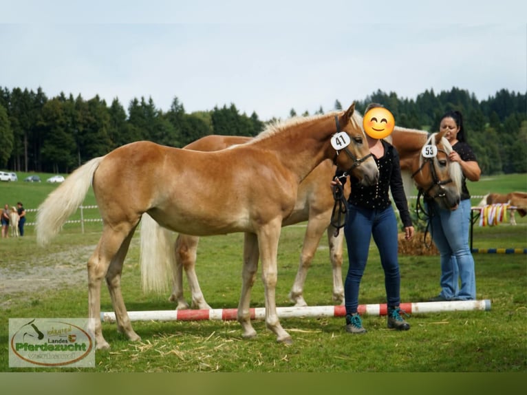 Haflinger Jument 7 Ans 153 cm Alezan in Kleblach-Lind