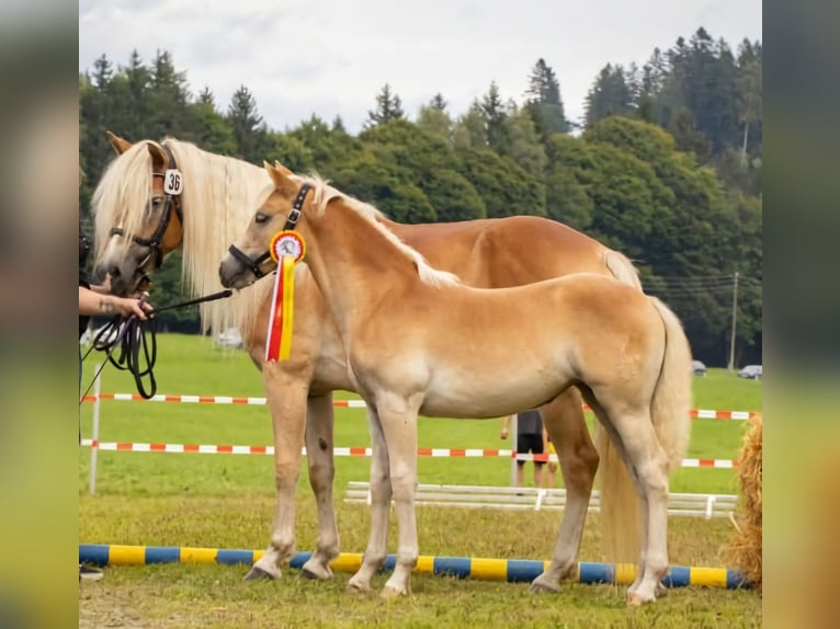 Haflinger Jument 7 Ans 153 cm Alezan in Kleblach-Lind