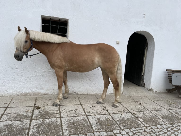 Haflinger Jument 7 Ans 154 cm Alezan in Gunskirchen