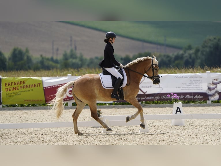 Haflinger Jument 7 Ans 155 cm Alezan in Langmannersdorf