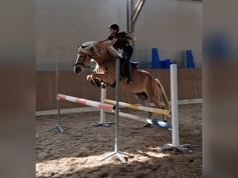 Haflinger Jument 7 Ans 155 cm Alezan in Langmannersdorf