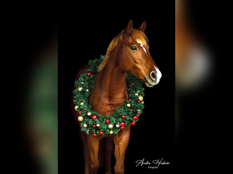 Haflinger Croisé Jument 7 Ans 155 cm Alezan in Sauldorf