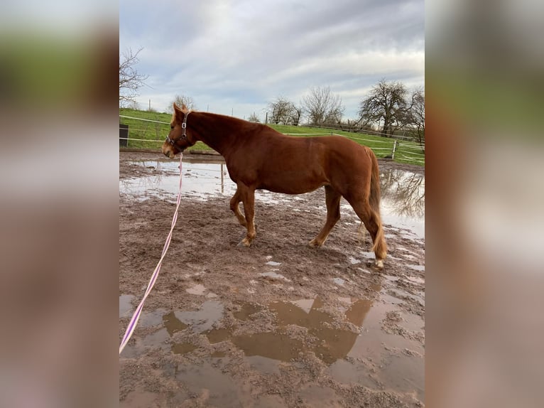 Haflinger Croisé Jument 7 Ans 155 cm Alezan in Sauldorf