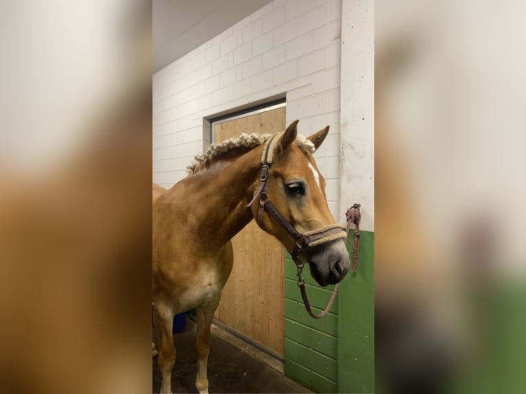 Haflinger Jument 7 Ans 155 cm Alezan in Oberbüren