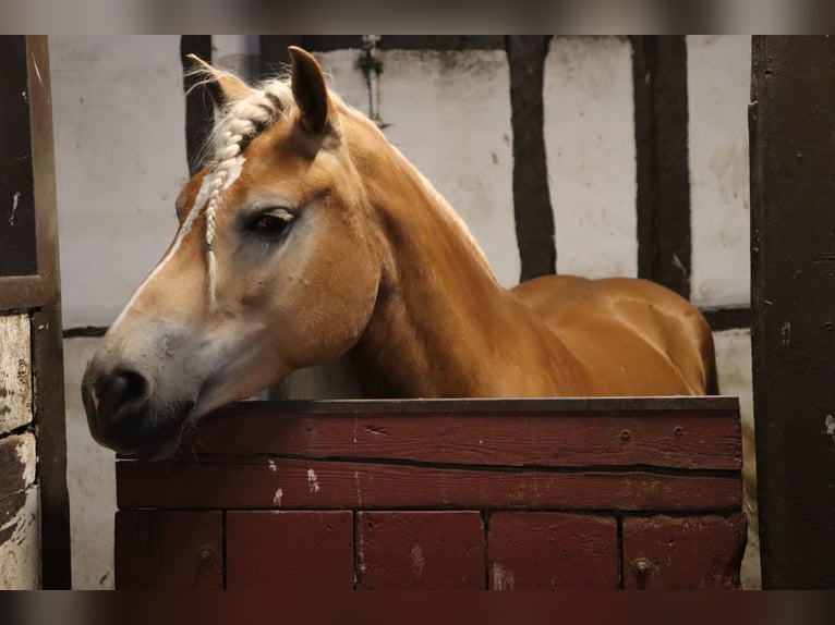 Haflinger Jument 7 Ans 156 cm Alezan in Sassenburg