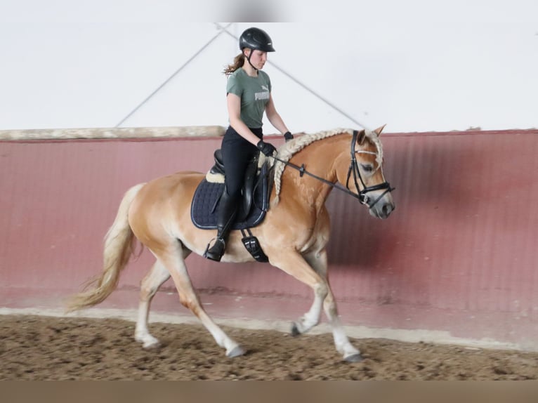 Haflinger Jument 7 Ans 156 cm Alezan in Sassenburg
