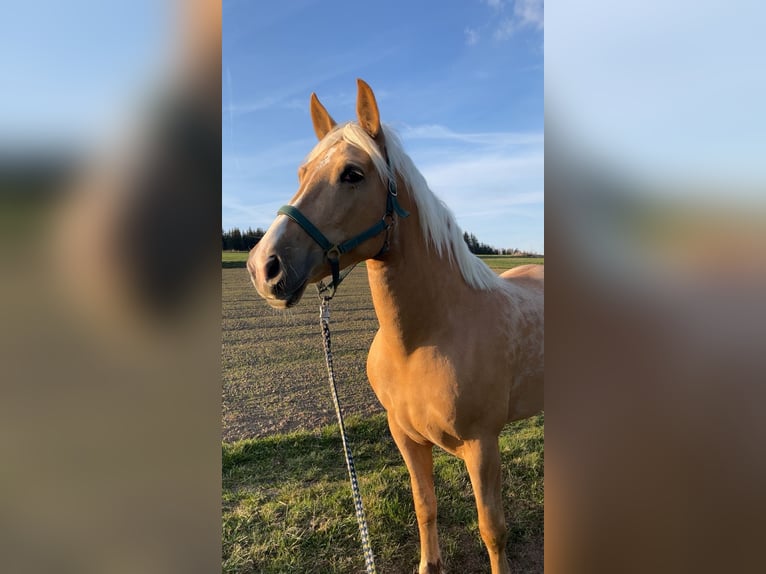 Haflinger Croisé Jument 7 Ans 156 cm Perle in Grafengehaig