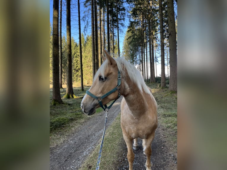 Haflinger Croisé Jument 7 Ans 156 cm Perle in Grafengehaig