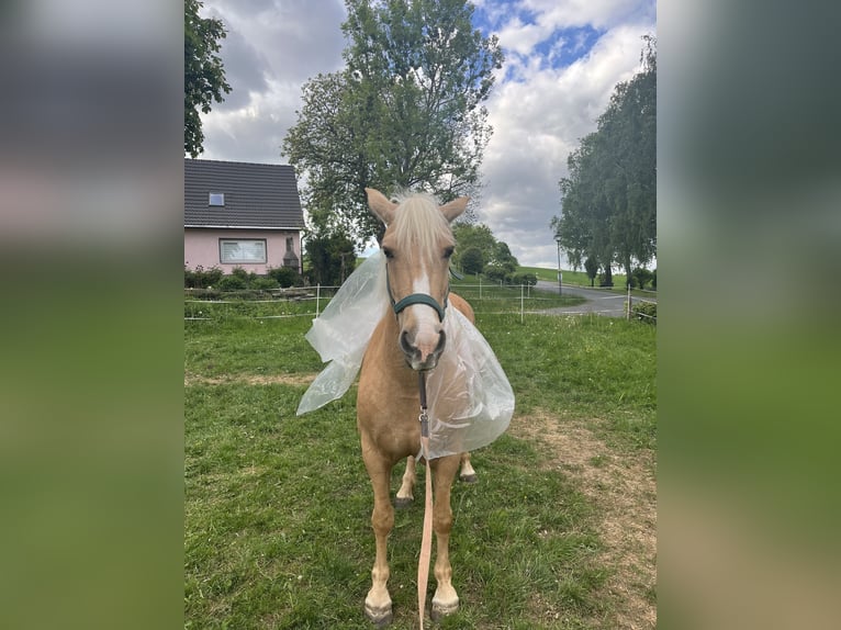 Haflinger Croisé Jument 7 Ans 156 cm Perle in Grafengehaig