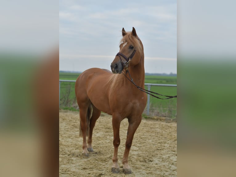 Haflinger Croisé Jument 7 Ans 157 cm Bai clair in Geilenkirchen