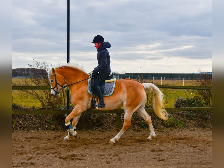 Haflinger Jument 7 Ans 160 cm Alezan in Berenbrock