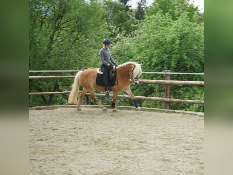 Haflinger Jument 7 Ans Alezan in St. Josef