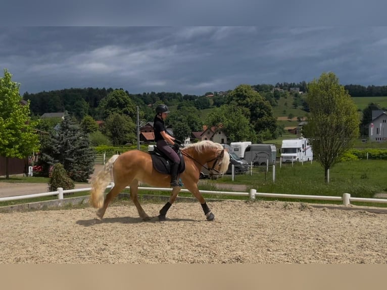 Haflinger Jument 7 Ans Alezan in St. Josef
