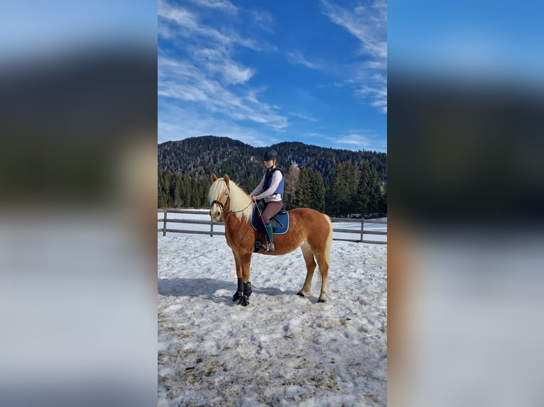 Haflinger Jument 7 Ans Alezan in Toblaten