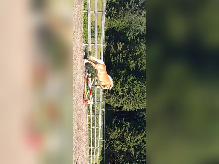 Haflinger Jument 7 Ans Alezan in Toblaten