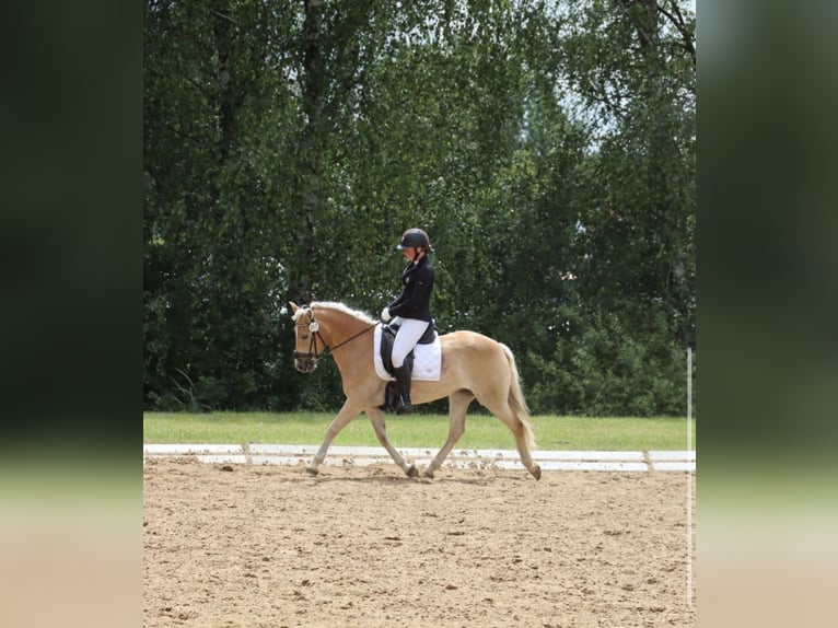 Haflinger Jument 7 Ans  in Rheinsberg Zühlen