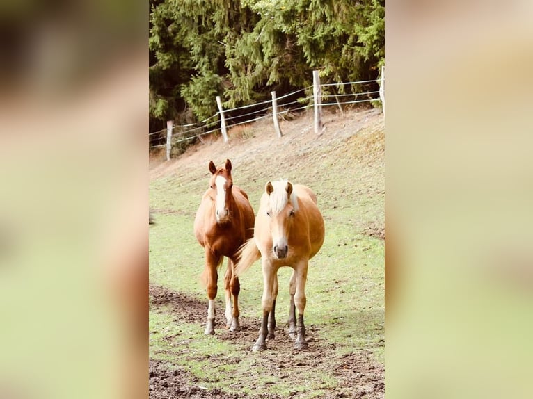 Haflinger Jument 7 Ans  in Arnsberg