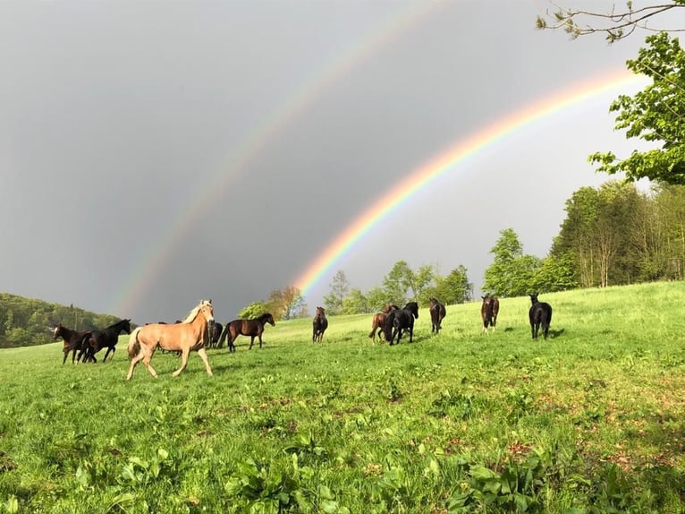Haflinger Jument 7 Ans  in Arnsberg