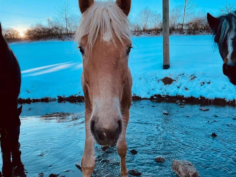 Haflinger Jument 7 Ans  in Arnsberg