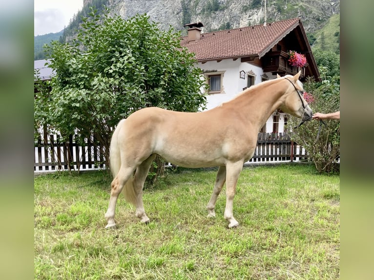 Haflinger Jument 7 Ans in Längenfeld