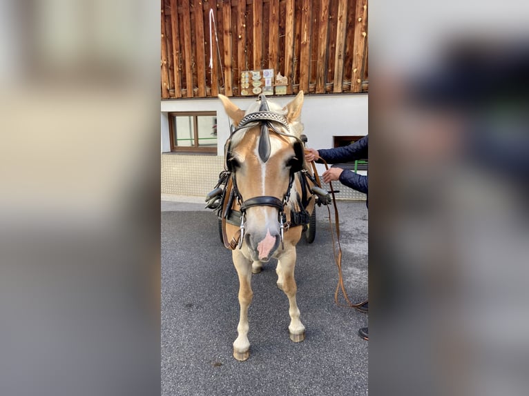 Haflinger Jument 7 Ans in Längenfeld