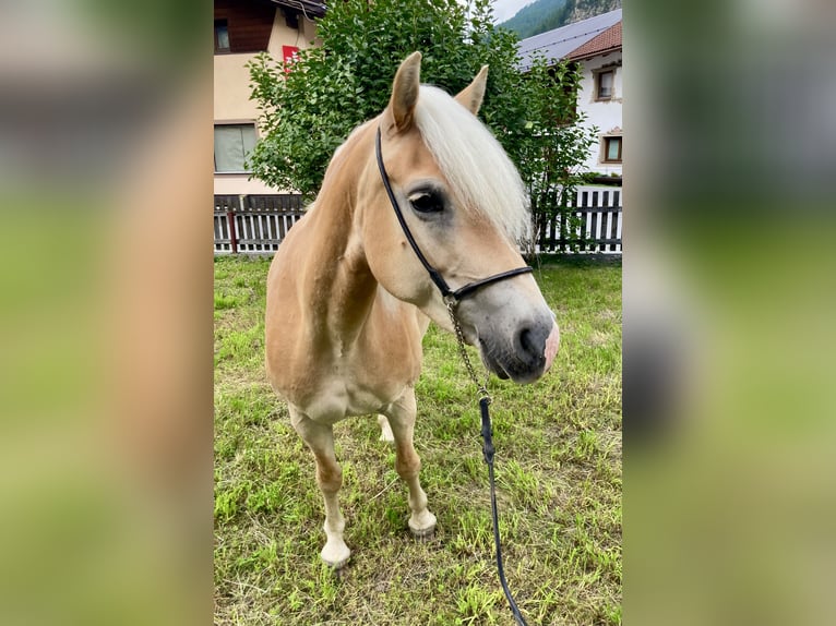 Haflinger Jument 7 Ans in Längenfeld