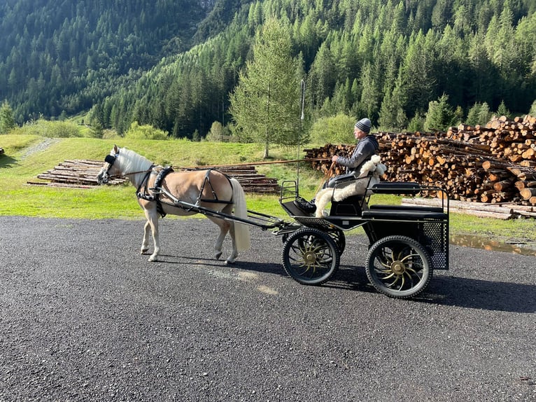 Haflinger Jument 7 Ans in Längenfeld