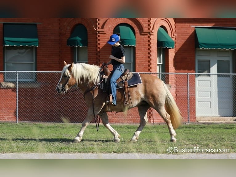 Haflinger Jument 8 Ans 142 cm Alezan brûlé in Weatherford TX