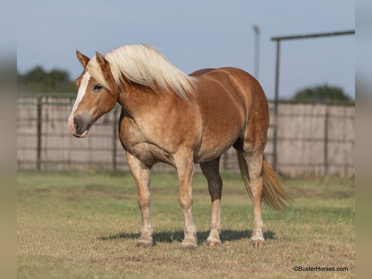 Haflinger Jument 8 Ans 142 cm Alezan brûlé in Weatherford TX