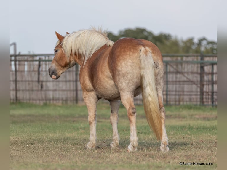 Haflinger Jument 8 Ans 142 cm Alezan brûlé in Weatherford TX