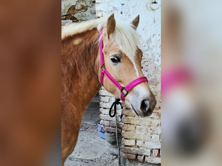 Haflinger Jument 8 Ans 142 cm Alezan in Feldbach